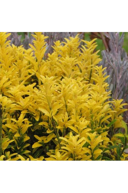 Euonymus japonicus ’El Dorado’